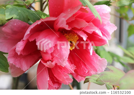Peony ~ ~ ✿Peony✿ ~ ~ 116532100