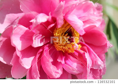 牡丹~~✿牡丹✿~~ 116532101