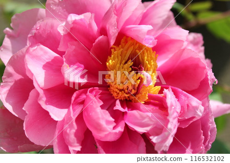 Peony ~ ~ ✿Peony✿ ~ ~ 116532102