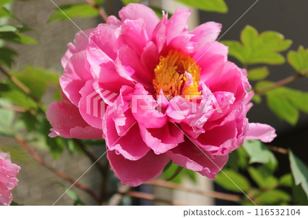 Peony ~ ~ ✿Peony✿ ~ ~ 116532104
