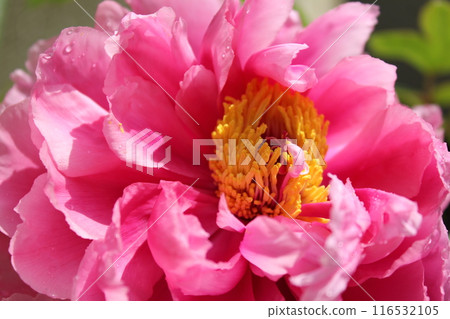 Peony ~ ~ ✿Peony✿ ~ ~ 116532105