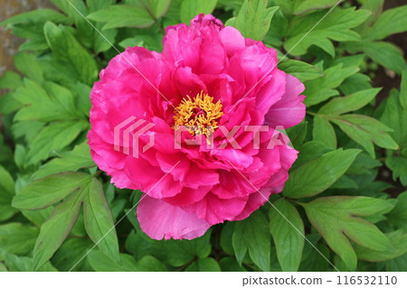 Peony ~ ~ ✿Peony✿ ~ ~ Peony ~ ~ ✿Peony✿ ~ ~ 116532110