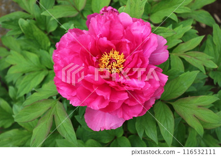 牡丹~~✿牡丹✿~~ 牡丹~~✿牡丹✿~~ 116532111