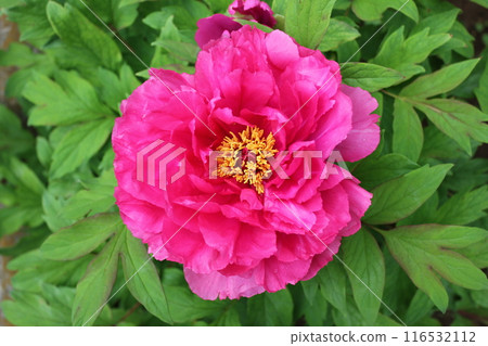 Peony ~ ~ ✿Peony✿ ~ ~ Peony ~ ~ ✿Peony✿ ~ ~ 116532112