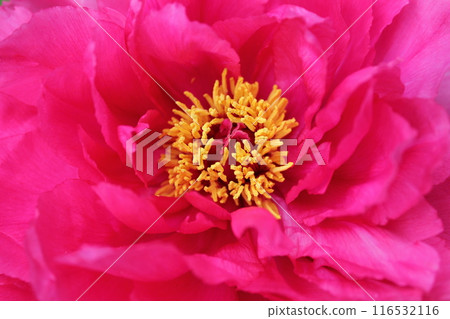 Peony ~ ~ ✿Peony✿ ~ ~ 116532116