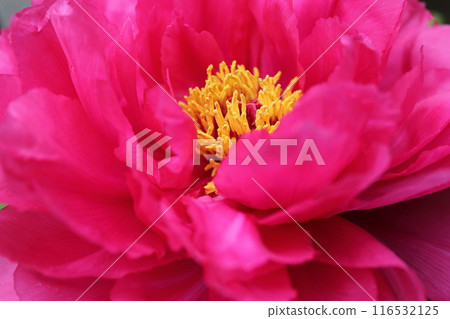 Peony ~ ~ ✿Peony✿ ~ ~ 116532125