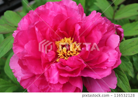 牡丹~~✿牡丹✿~~ 牡丹~~✿牡丹✿~~ 116532128