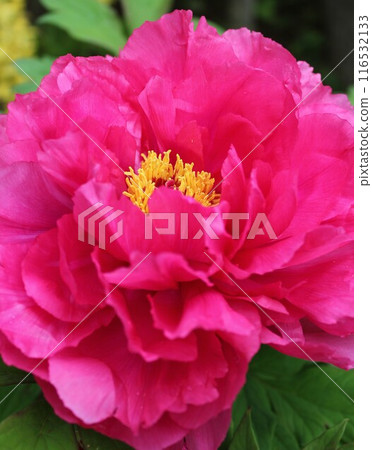 Peony ~ ~ ✿Peony✿ ~ ~ 116532133