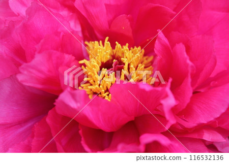 Peony ~ ~ ✿Peony✿ ~ ~ 116532136