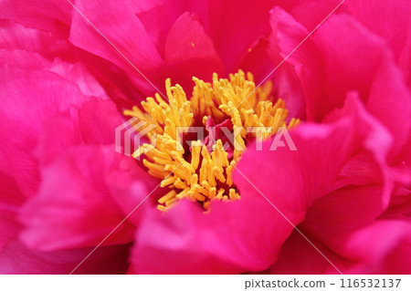 Peony ~ ~ ✿Peony✿ ~ ~ Peony ~ ~ ✿Peony✿ ~ ~ 116532137