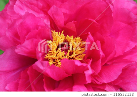 Peony ~ ~ ✿Peony✿ ~ ~ 116532138