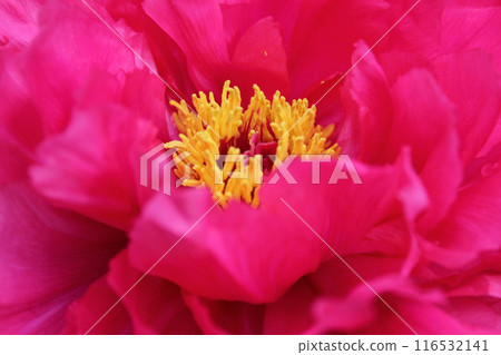 Peony ~ ~ ✿Peony✿ ~ ~ Peony ~ ~ ✿Peony✿ ~ ~ 116532141