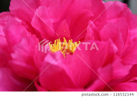 Peony ~ ~ ✿Peony✿ ~ ~ Peony ~ ~ ✿Peony✿ ~ ~ 116532144