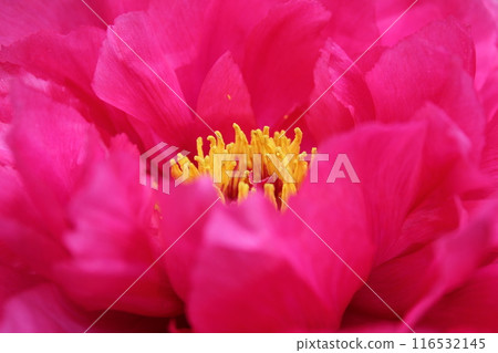 牡丹~~✿牡丹✿~~ 116532145