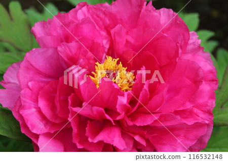 Peony ~ ~ ✿Peony✿ ~ ~ Peony ~ ~ ✿Peony✿ ~ ~ 116532148