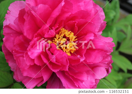 Peony ~ ~ ✿Peony✿ ~ ~ Peony ~ ~ ✿Peony✿ ~ ~ 116532151
