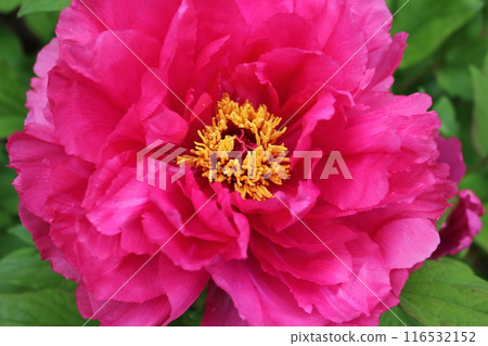 Peony ~ ~ ✿Peony✿ ~ ~ Peony ~ ~ ✿Peony✿ ~ ~ 116532152