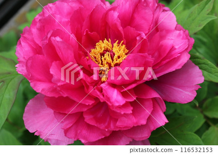 牡丹~~✿牡丹✿~~ 牡丹~~✿牡丹✿~~ 116532153