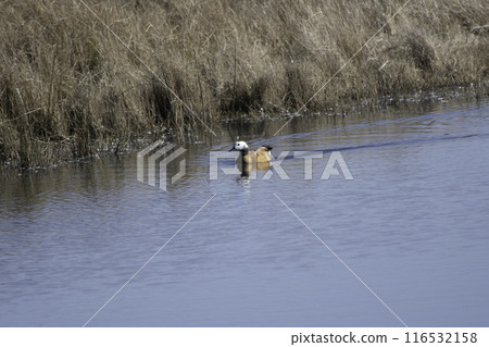 A female Shelduck swimming 116532158