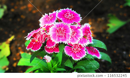 Azuma scenery of the Sekichiku flowers 116532245