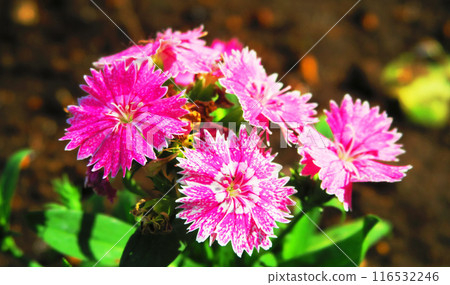 紅花的厚附風景 紅花的厚附風景 116532246