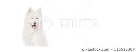 With closed eyes and tongue playfully sticking out, Samoyed enjoying moment of bliss against white studio background with negative space to insert text. 116532307