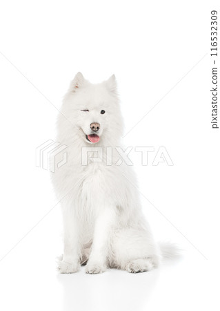 Samoyed sits elegantly, showing its thick, snowy white fur and friendly winks against white studio background. Samoyed sits elegantly, showing its thick, snowy white fur and friendly winks against white studio background. 116532309