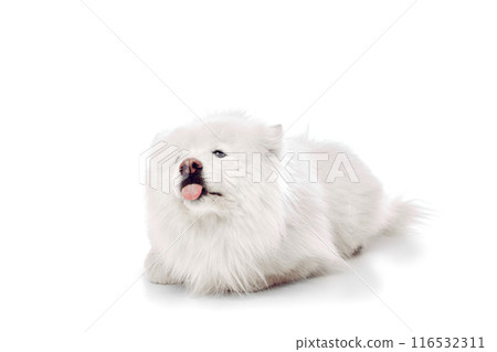Portrait of playful Samoyed lies down sticking its tongue out in a cheeky expression against white studio background. Portrait of playful Samoyed lies down sticking its tongue out in a cheeky expression against white studio background. 116532311