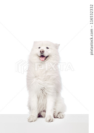 Funny, cute Samoyed sits showing its thick, snowy white fur and friendly demeanor sitting on platform against white studio background. Funny, cute Samoyed sits showing its thick, snowy white fur and friendly demeanor sitting on platform against white studio background. 116532332