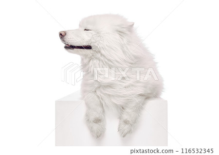 Serene Samoyed rests atop platform with closed eyes, content expression against white studio background. Dog exudes calm and relaxation. 116532345