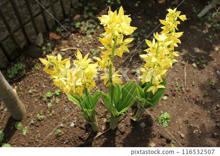 Calanthe discolor ... Calanthe sieboldii ... Calanthe discolor ... Calanthe sieboldii ... 116532507