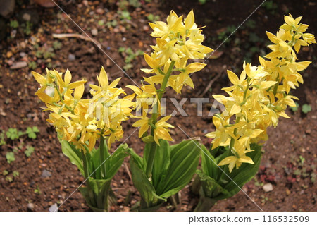 Calanthe 變色... Calanthe sieboldii ... 116532509