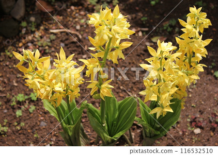 Calanthe 變色... Calanthe sieboldii ... 116532510
