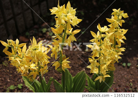 Calanthe 變色... Calanthe sieboldii ... Calanthe 變色... Calanthe sieboldii ... 116532512
