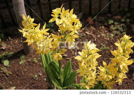 Calanthe 變色... Calanthe sieboldii ... 116532513