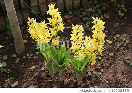 Calanthe 變色... Calanthe sieboldii ... Calanthe 變色... Calanthe sieboldii ... 116532519