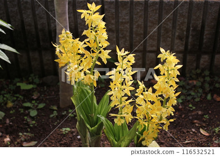 Calanthe 變色... Calanthe sieboldii ... Calanthe 變色... Calanthe sieboldii ... 116532521
