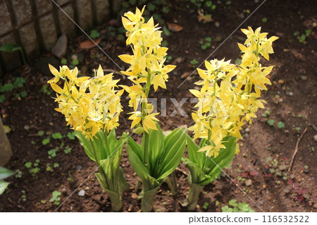 Calanthe 變色... Calanthe sieboldii ... Calanthe 變色... Calanthe sieboldii ... 116532522