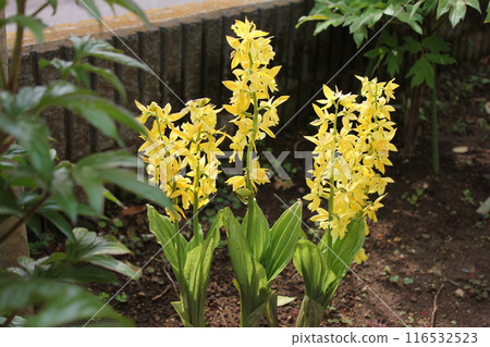 Calanthe 變色... Calanthe sieboldii ... Calanthe 變色... Calanthe sieboldii ... 116532523