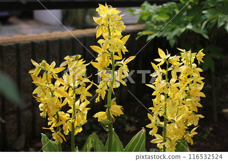 Calanthe 變色... Calanthe sieboldii ... Calanthe 變色... Calanthe sieboldii ... 116532524