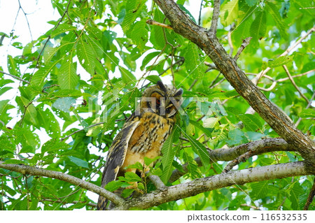 The young long-eared owl is adorable 116532535