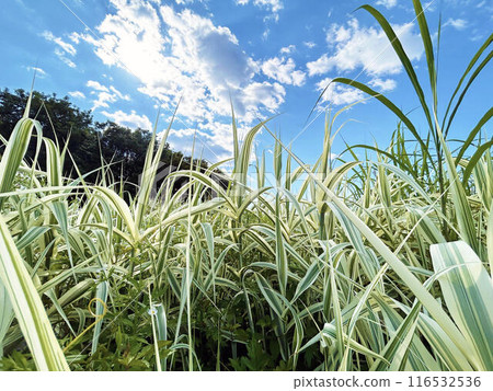 丹竹葉和藍天 116532536