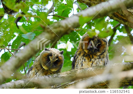 The young long-eared owl is adorable 116532541