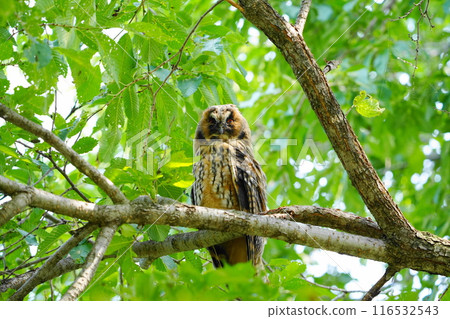 The young long-eared owl is adorable 116532543