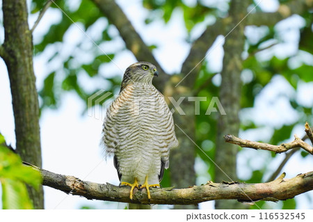 Highhawk stopping on a branch Highhawk stopping on a branch 116532545