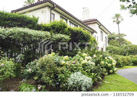 Rose garden and hydrangeas at the British Pavilion in Yokohama at Minato Mirai Park 116532709