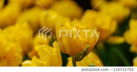 Yellow tulips spring blossoming , bokeh flower background, pastel and soft floral card, selective focus 116532782