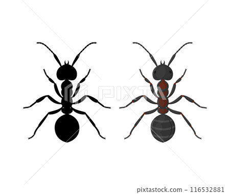 Ant. Image of an ant, top view. Insect. Black and white and colored ant. Vector illustration Ant. Image of an ant, top view. Insect. Black and white and colored ant. Vector illustration 116532881