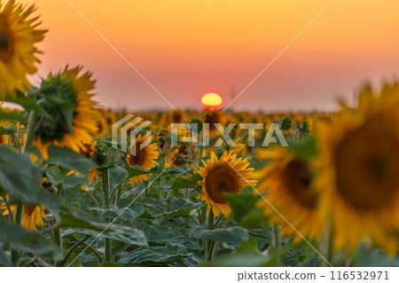 Field sunflowers in the warm light of the setting sun. Summer time. Concept agriculture oil production growing. Field sunflowers in the warm light of the setting sun. Summer time. Concept agriculture oil production growing. 116532971