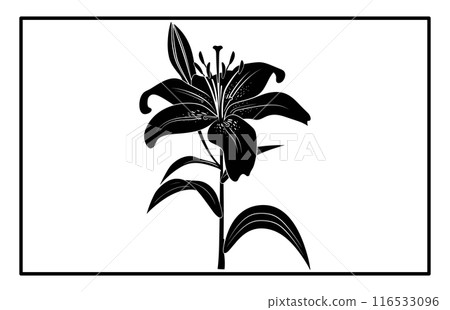 Asiatic Lily Flower Silhouette Vector - Botanical Illustration and Clipart. 116533096